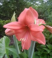Amaryllis Rilona